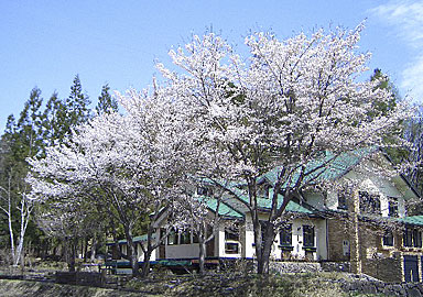 ノエル外観（桜）